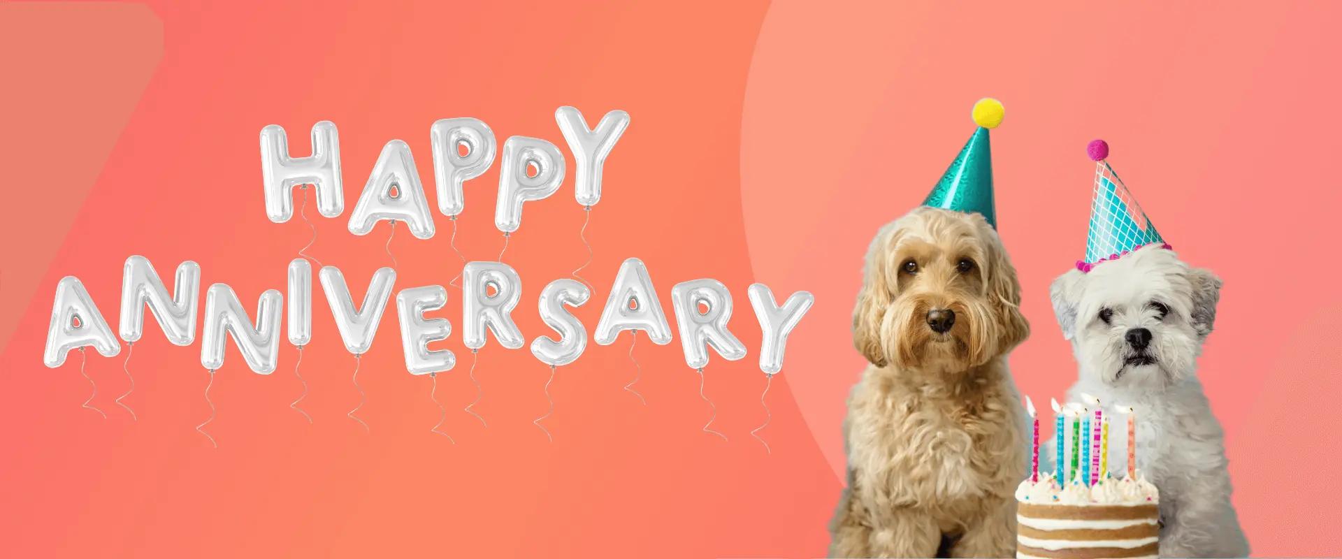 Celebrating a Year of Safeguarding our Furry Friends
