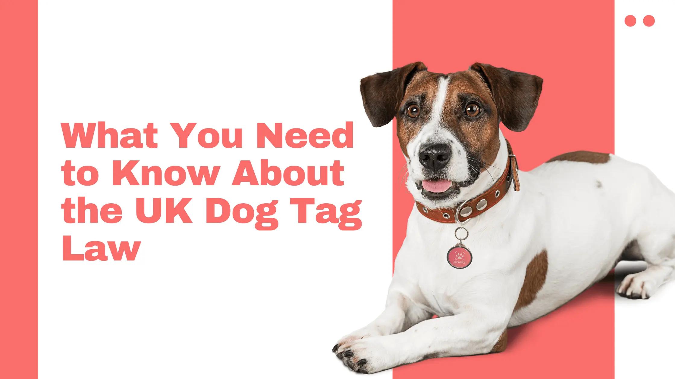 What You Need to Know About the UK Dog Tag Law