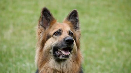 German Shepherd dog sitting outside on green grass, alert and happy