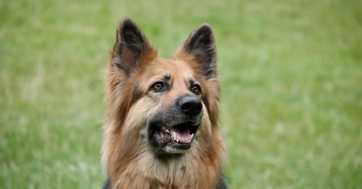 German Shepherd dog sitting outside on green grass, alert and happy