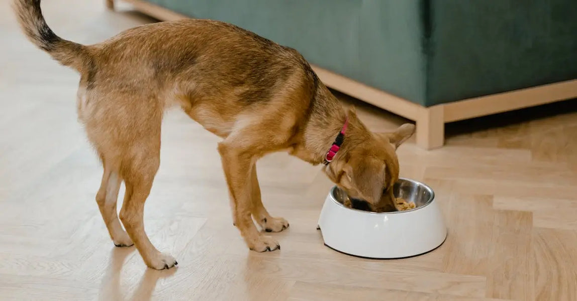 Small dog eating pet food from a metal bowl on wooden floor indoors, wearing a red collar