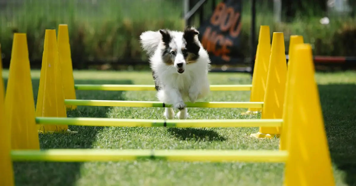 Dog running agility course outdoors with yellow cones and poles on grass