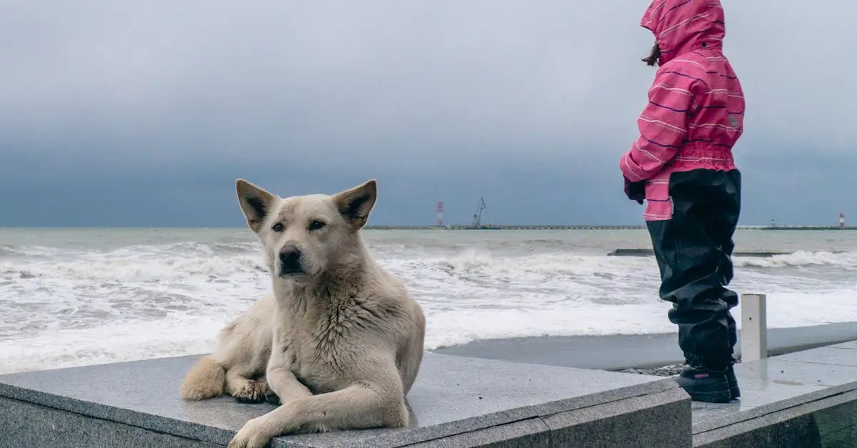 Dog lying on a concrete bench by a cold, windy beach next to a child in a pink winter jacket.