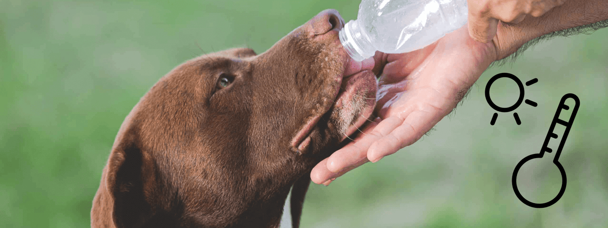 Dog drinking water from a bottle in hot weather, heatwave safety concept with sun and thermometer icons