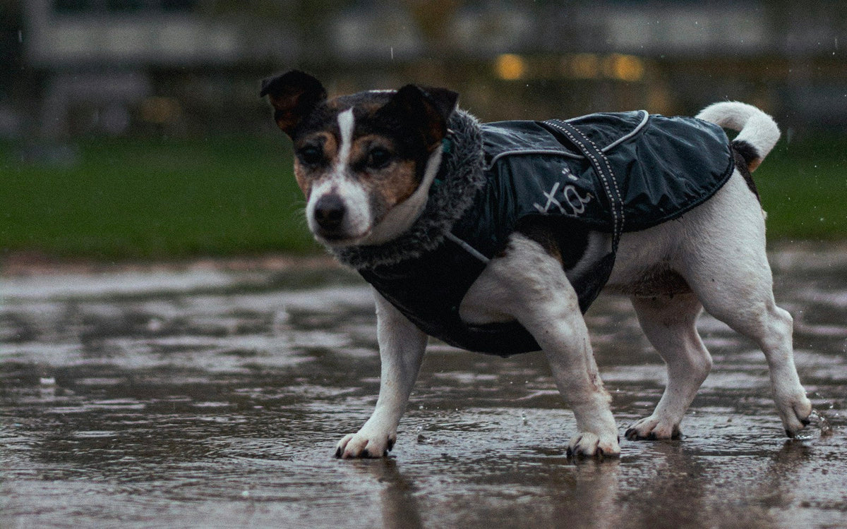 Jack Russell terrier wearing a padded waterproof dog coat on a wet path on a rainy day
