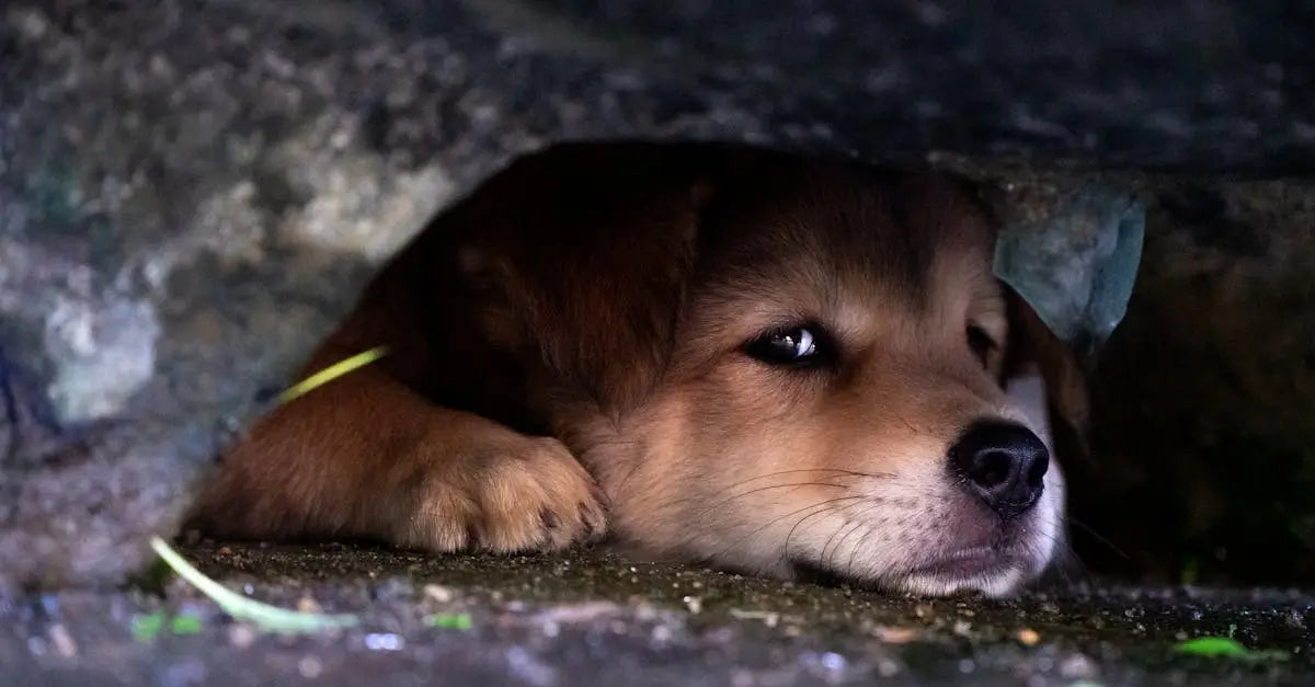 Brown puppy hiding under concrete, symbolizing pet safety and home accident risks.