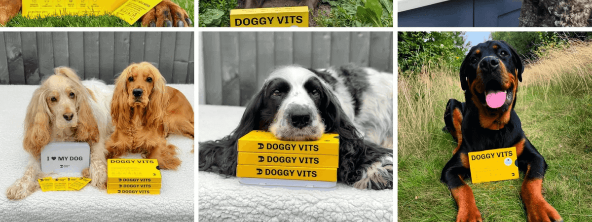 Multiple dogs with yellow Doggy Vits vitamin supplement boxes outdoors and on beds