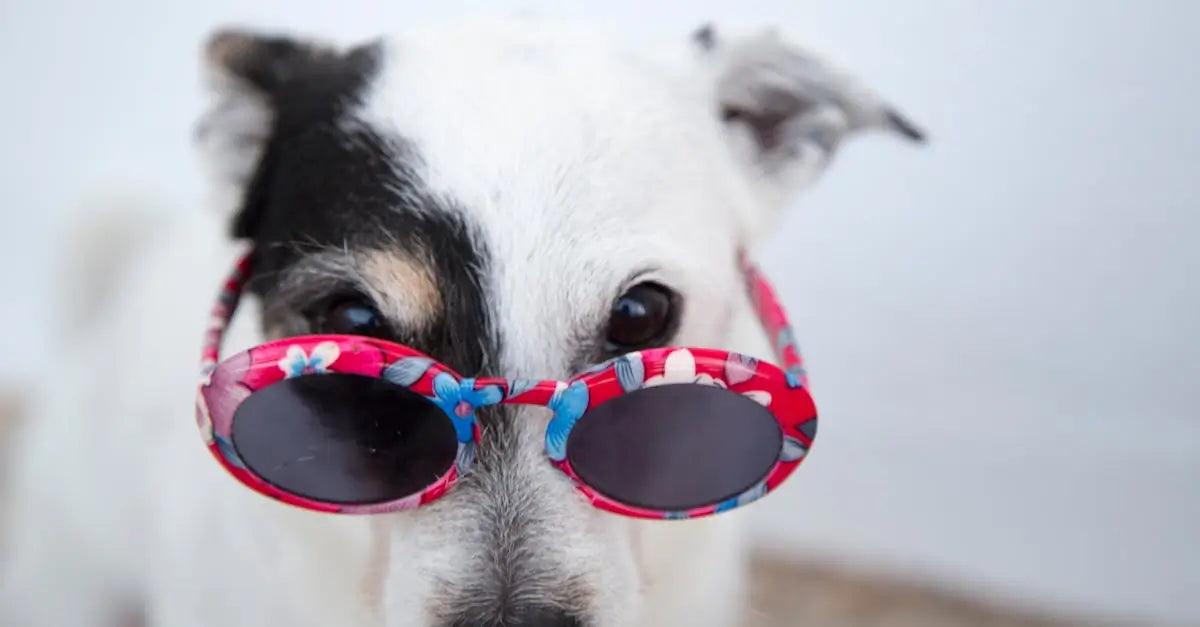 Dog wearing colorful sunglasses indoors, pet safety and heatwave protection concept