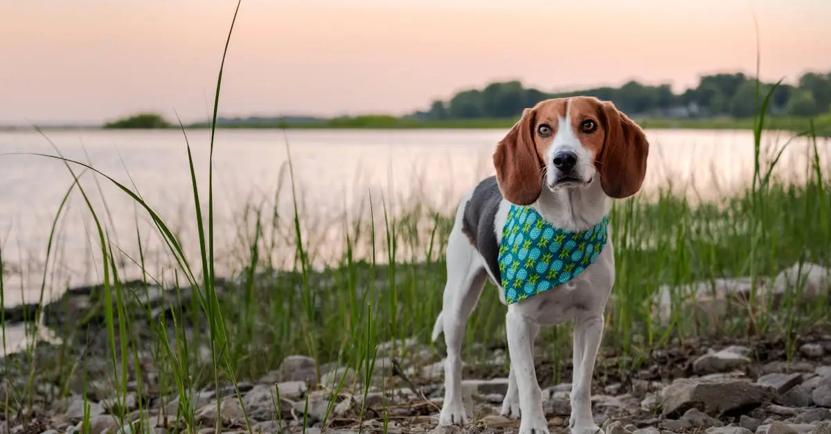 Beagle dog wearing a patterned bandana standing by a lake shore at sunset