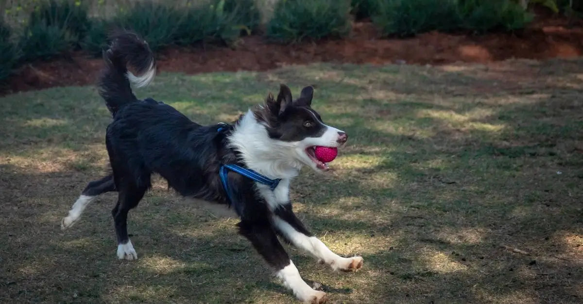 Black and white dog wearing blue harness playing fetch with pink ball in grassy yard