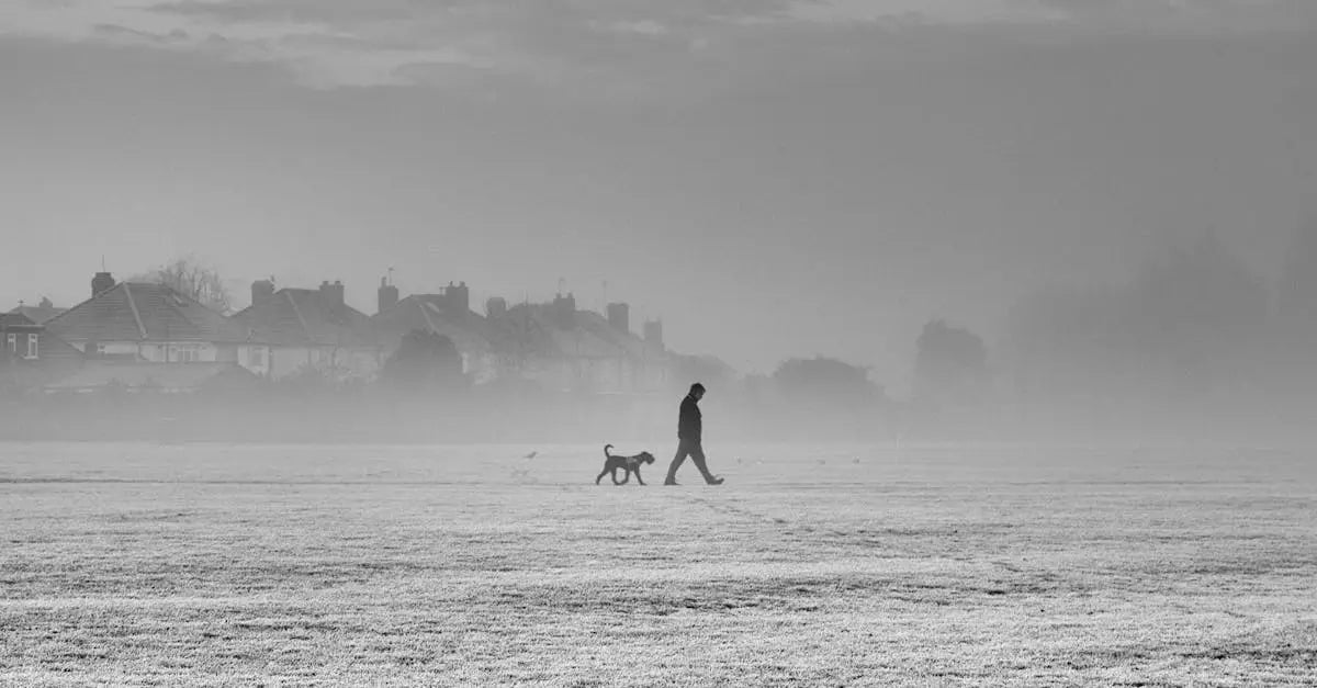 Person walking dog on misty field near UK houses, promoting pet safety and recovery