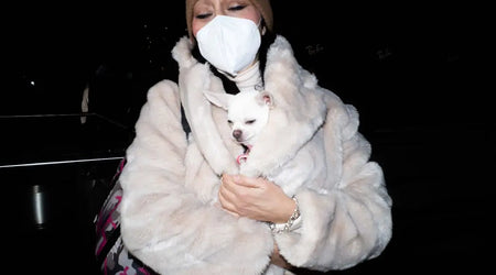 Woman in a mask holding a small white dog in a coat at night, pet safety concept