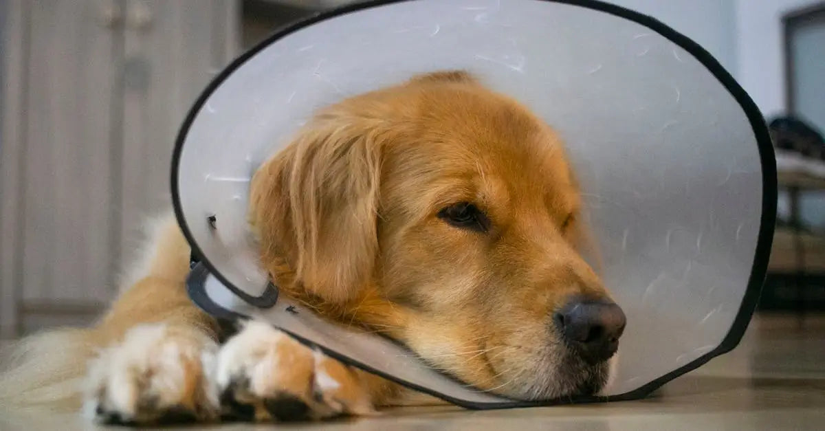 Golden retriever dog wearing a protective cone collar lying on the floor indoors