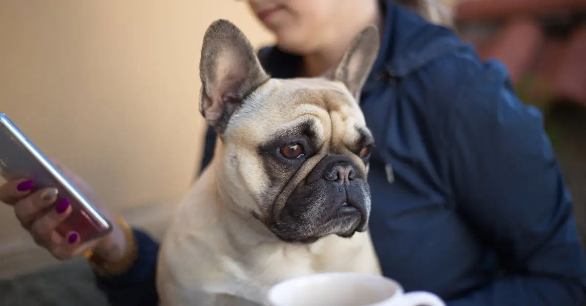 Pet owner with smartphone sitting indoors, holding a French Bulldog