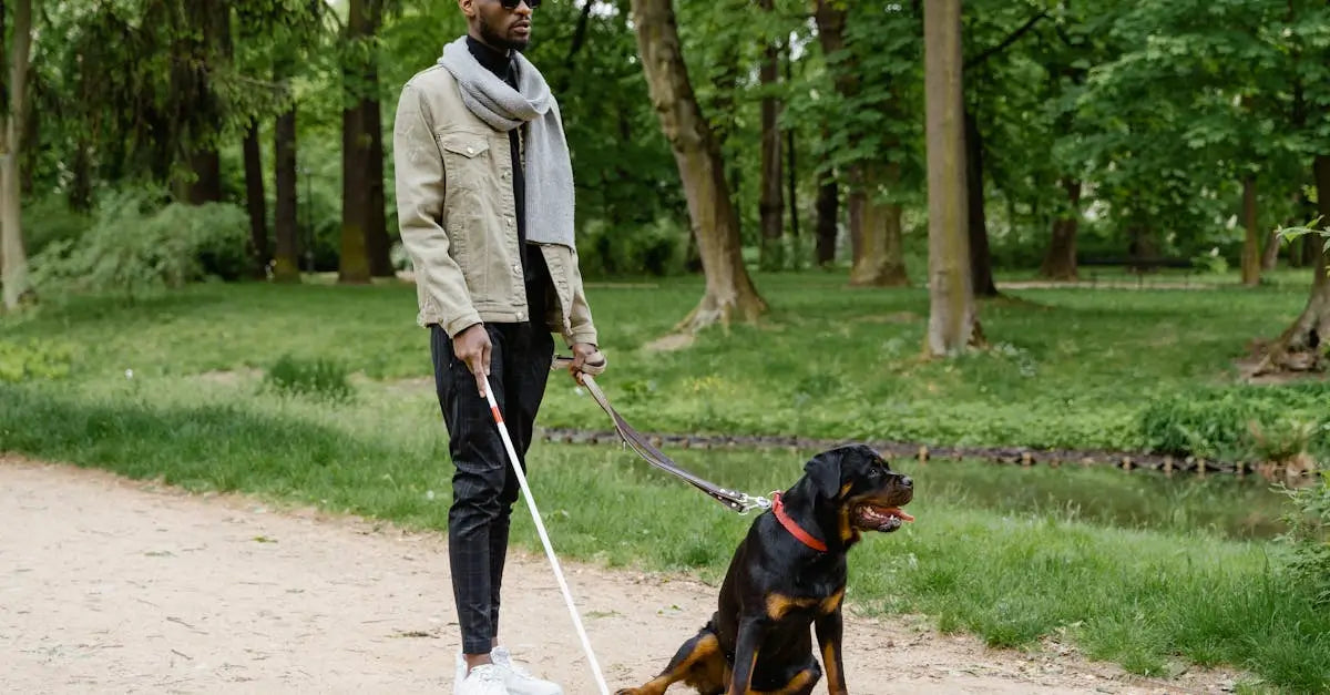 Man walking guide dog on leash in green UK park, pet safety outdoors