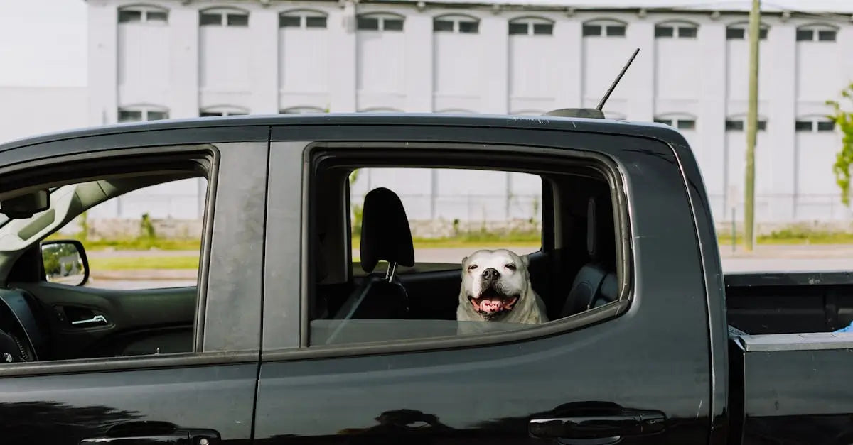 Dog sitting in the back seat of a parked car with the window down, safe pet travel