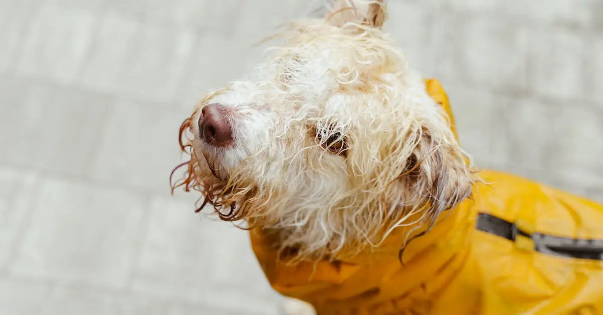 Wet dog in yellow raincoat outside on urban pavement, UK pet safety concept