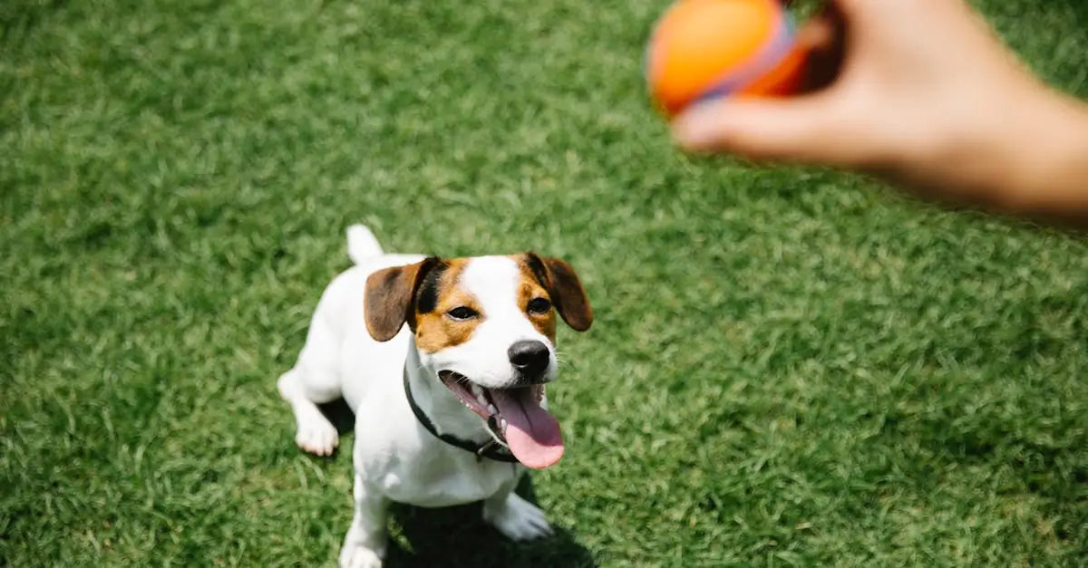 Happy dog waiting to fetch orange ball in grassy field, outdoor pet safety concept
