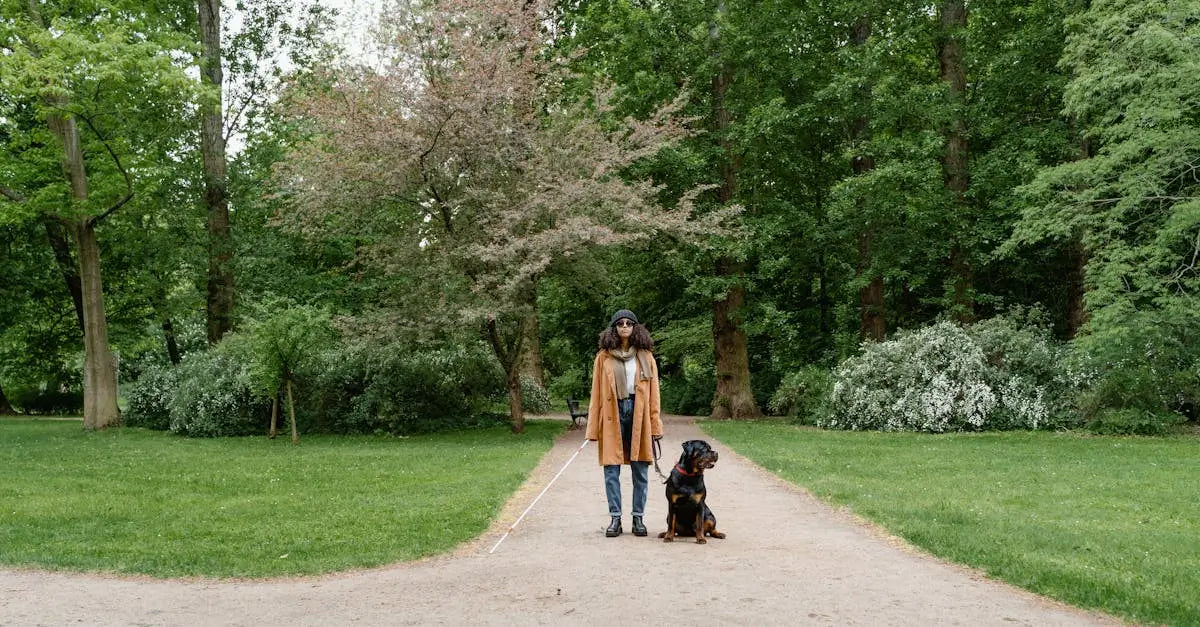 Woman walking guide dog on a path in a green park, pet safety and accessibility concept