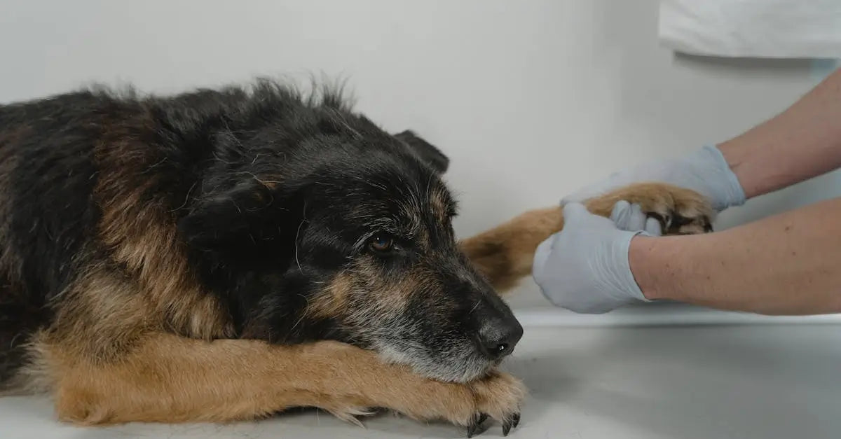 Stress-Free Vet Visits: Essential Preparation Tips for UK Pet Owners