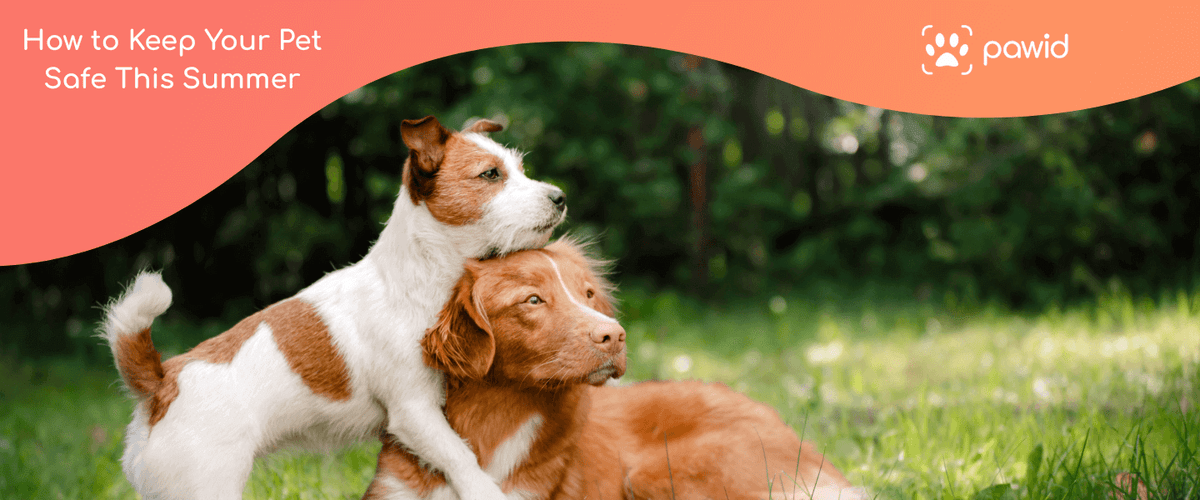 Two dogs in summer grass, staying safe outdoors, pet safety tips highlighted