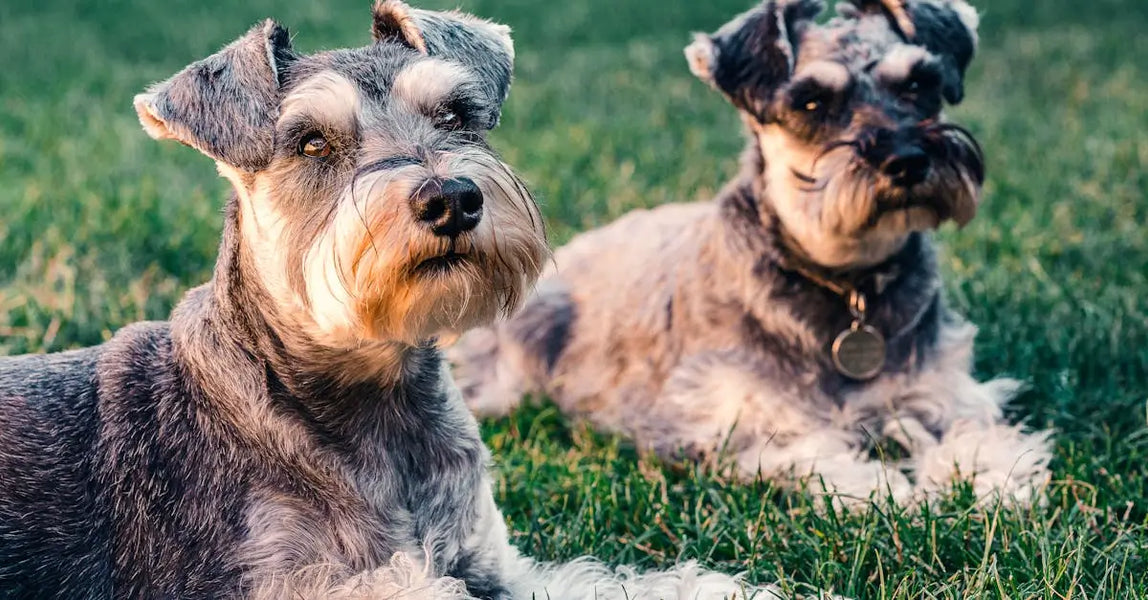 Two grey Schnauzer dogs with pet ID tags lying on grass outdoors