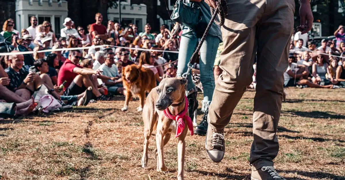 Dog wearing red bandana on leash at outdoor UK pet event with crowd watching