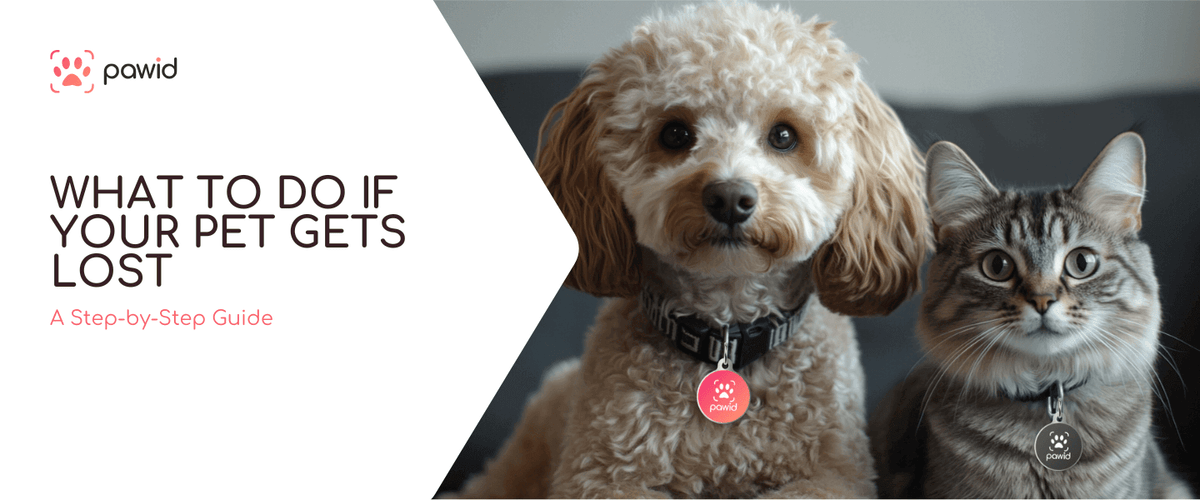 Dog and cat with smart QR pet tags, step-by-step guide on what to do if your pet gets lost