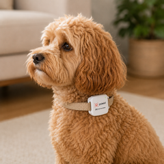 Paw ID GPS Tracker V1