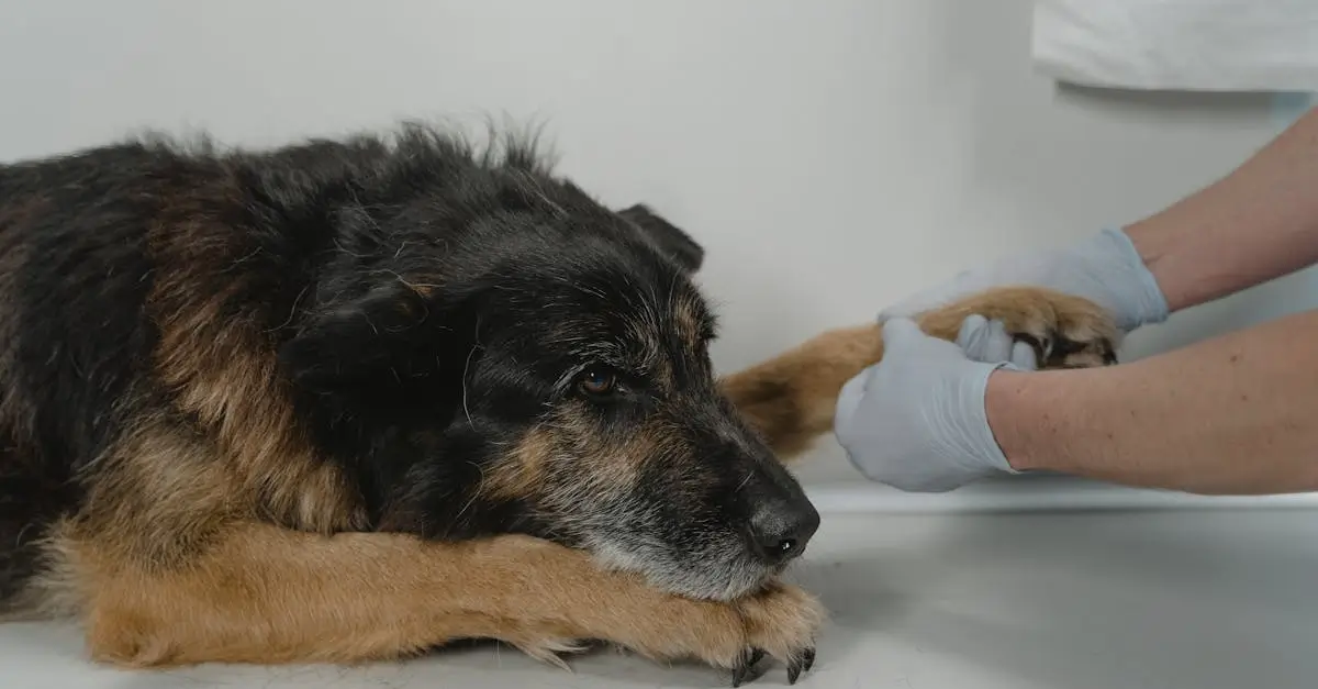 Stress-Free Vet Visits: Essential Preparation Tips for UK Pet Owners