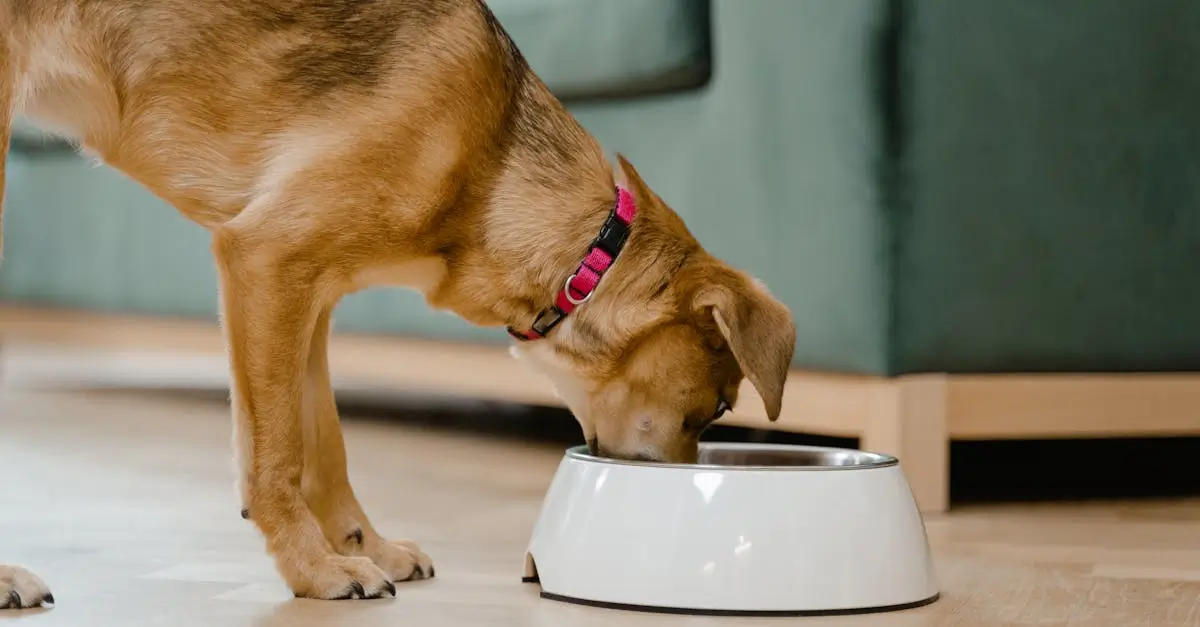 Top Care Essentials for Senior Pets in 2025: Best Food, Treats & Supplements